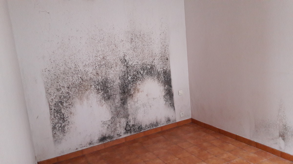 Moisissures - Expertise humidité à Tours